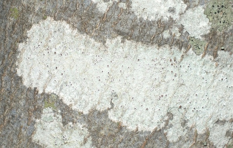 Rim Lichen photo 2