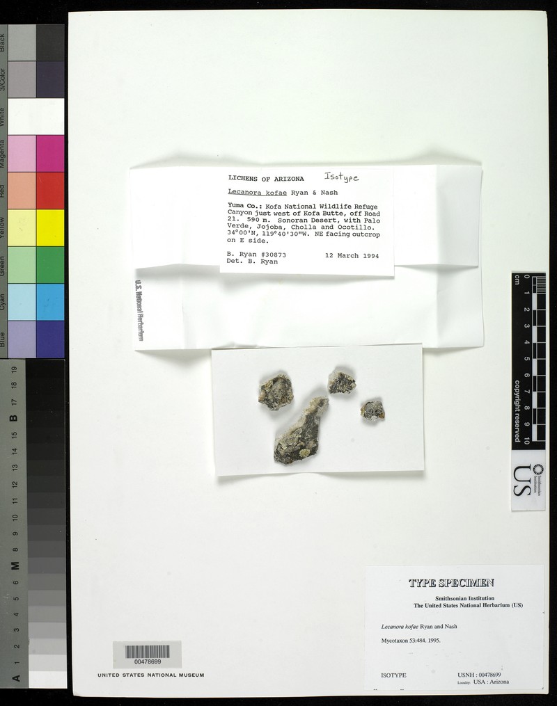 Lecanora kofae
