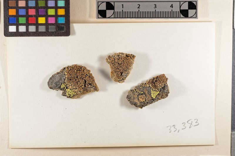 Lecanora laatokkaensis photo 3