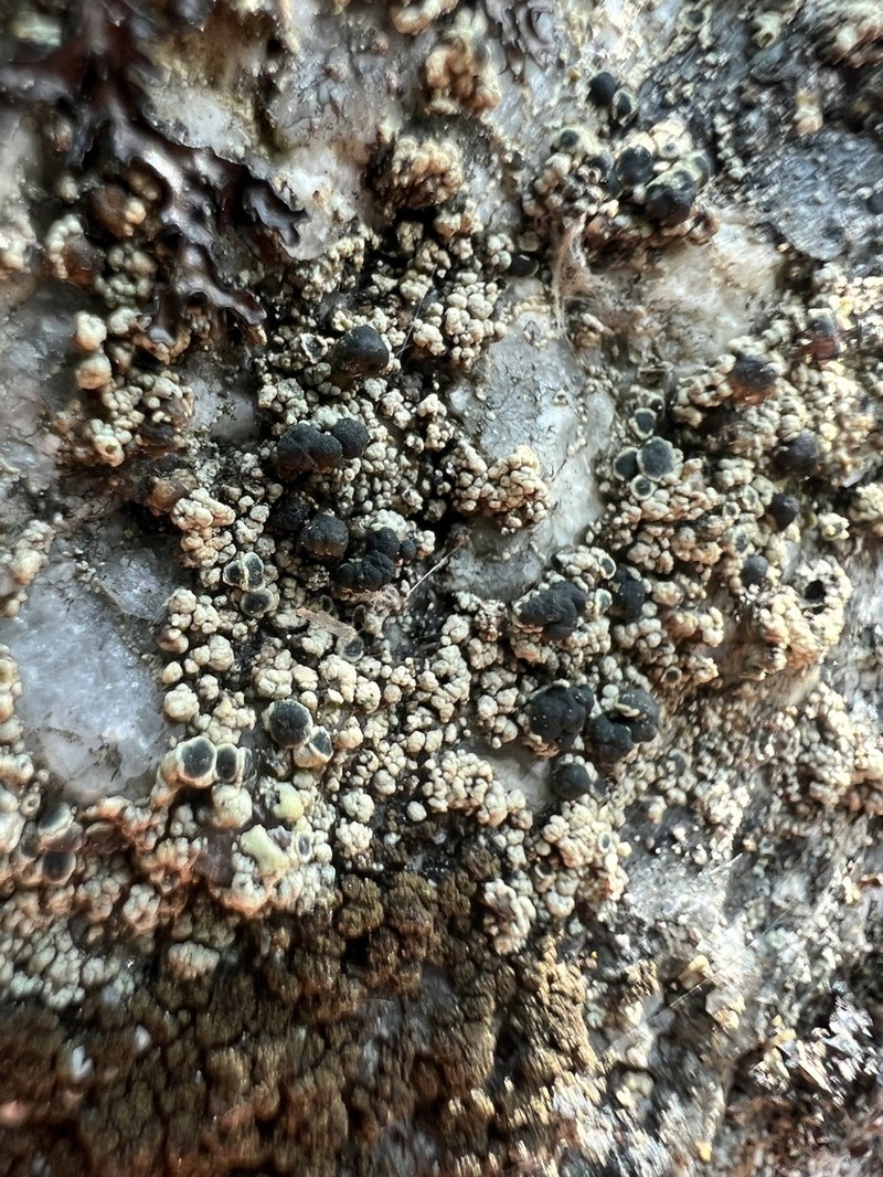 Rim Lichen