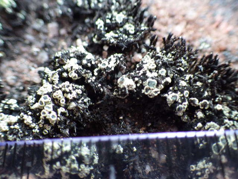 Rim Lichen photo 3