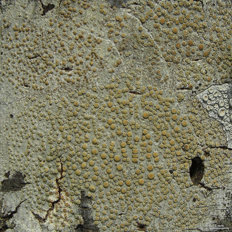 Louisiana Rim Lichen