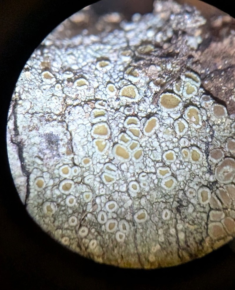 Louisiana Rim Lichen