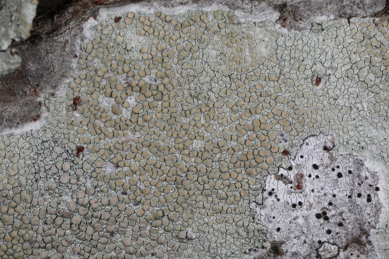 Louisiana Rim Lichen photo 2