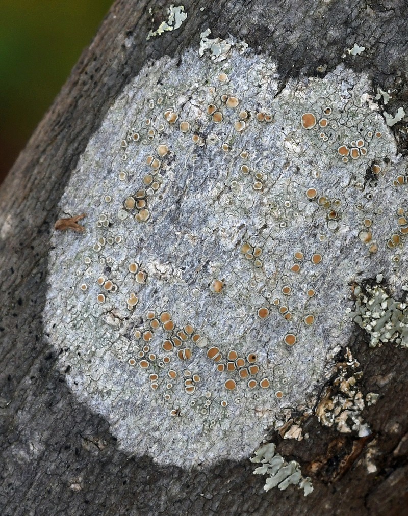 Louisiana Rim Lichen photo 3