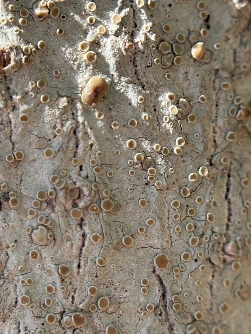 Louisiana Rim Lichen photo 4