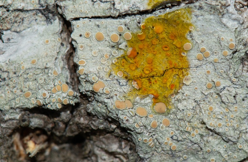 Louisiana Rim Lichen photo 5