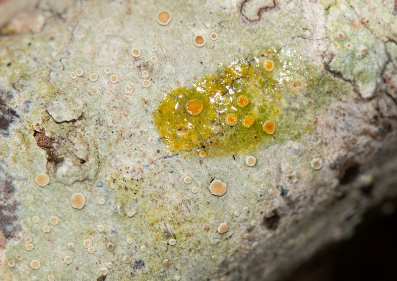 Louisiana Rim Lichen photo 6