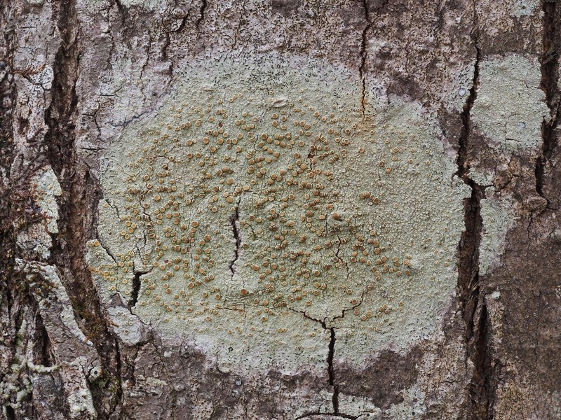 Louisiana Rim Lichen photo 7
