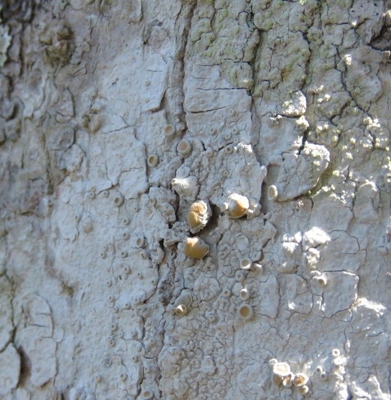Louisiana Rim Lichen photo 8