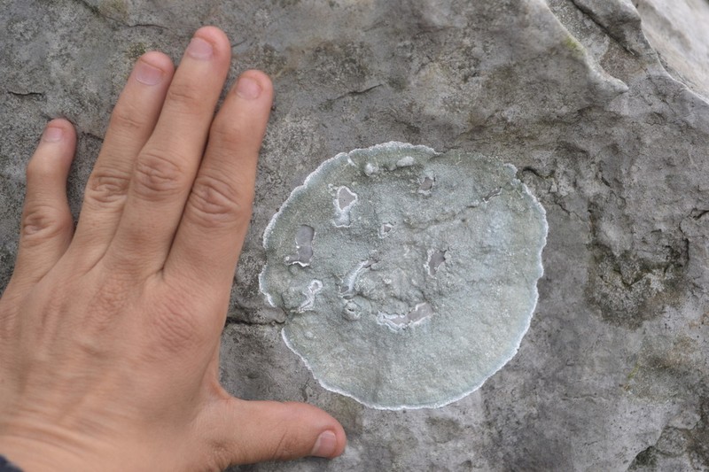 Rim Lichen