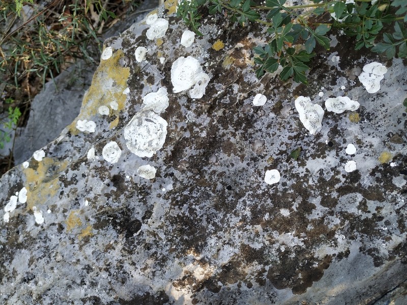 Rim Lichen photo 2