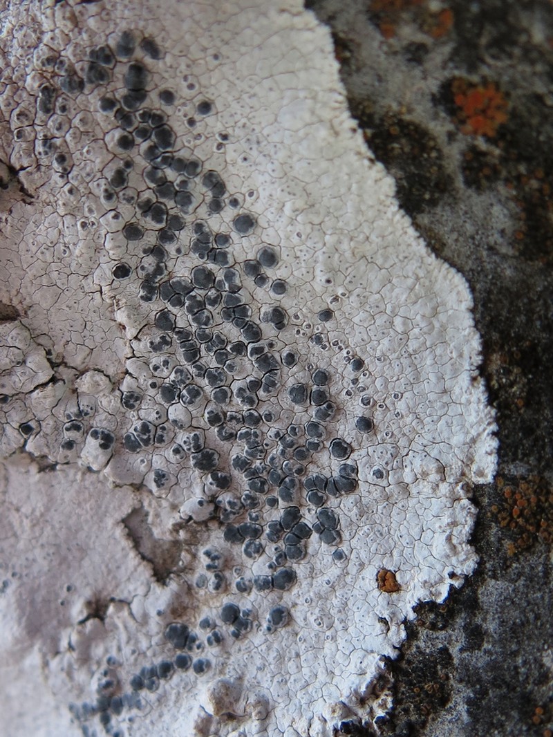Rim Lichen photo 3