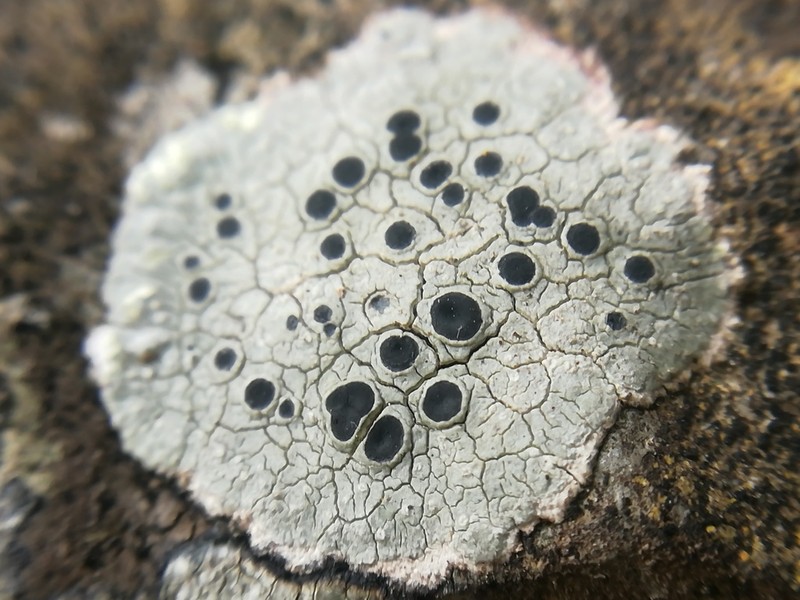 Rim Lichen photo 4