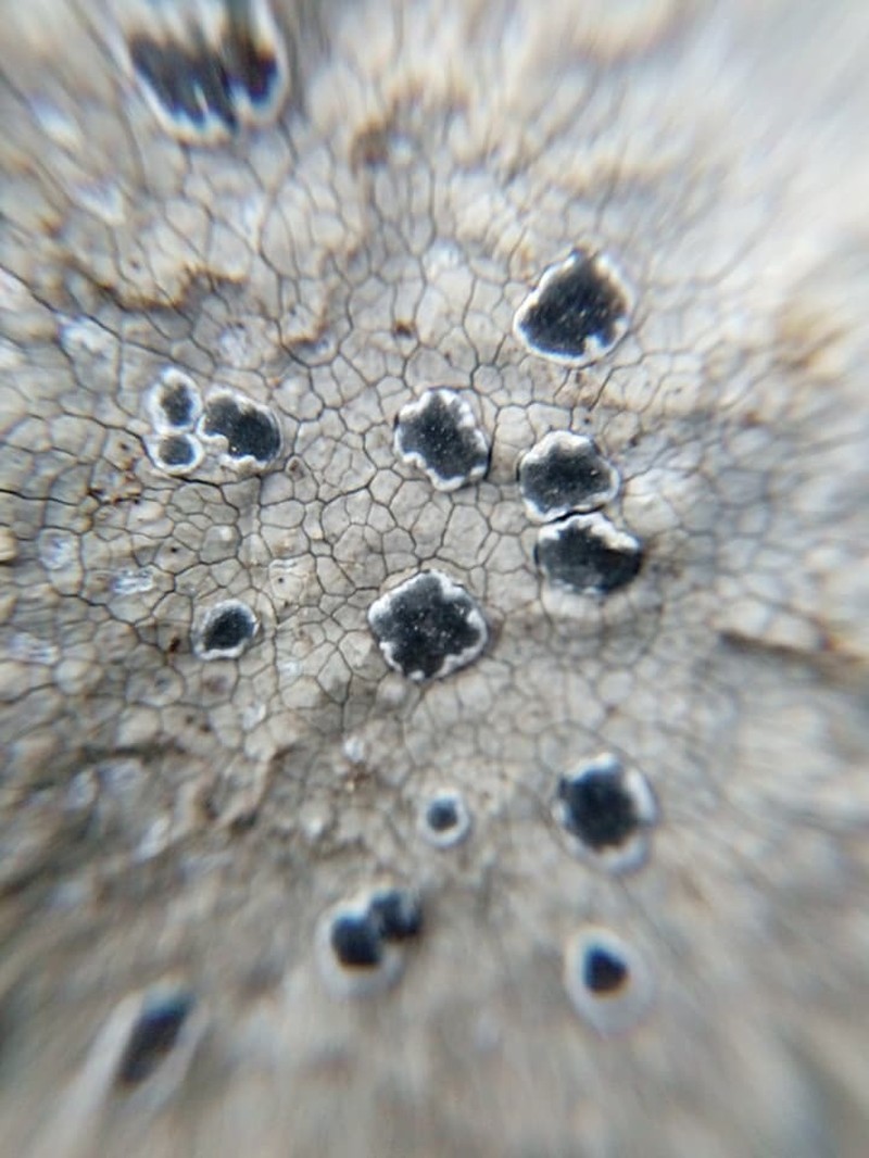 Rim Lichen photo 5