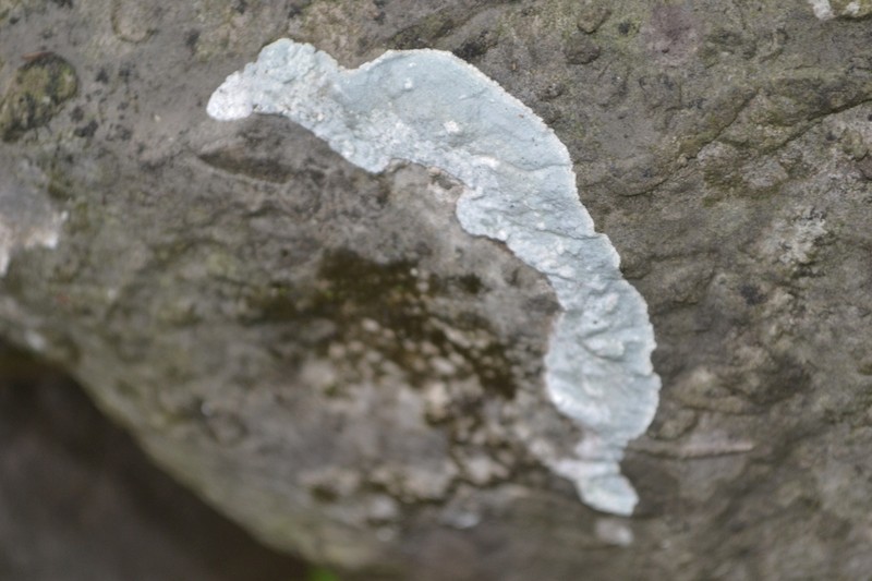 Rim Lichen photo 6