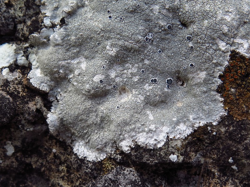 Rim Lichen photo 7