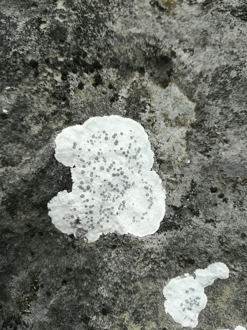 Rim Lichen photo 8