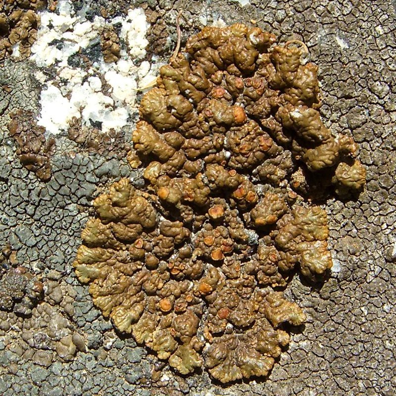 Rim Lichen