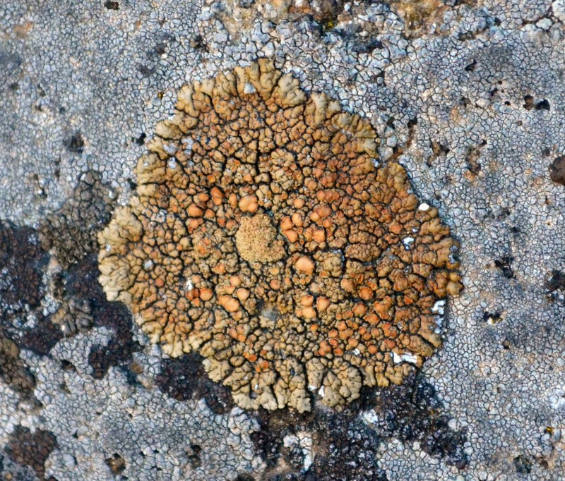 Rim Lichen
