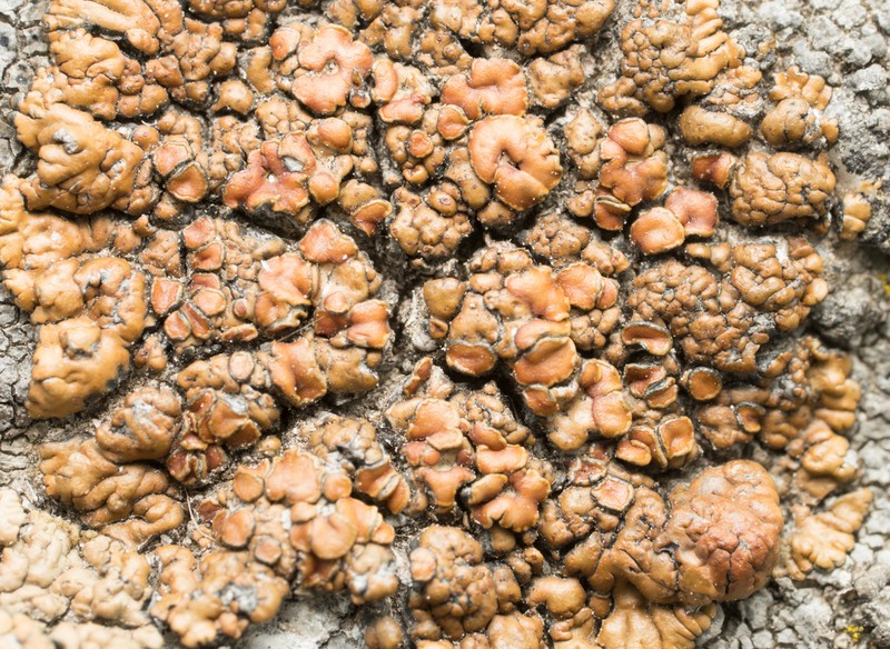 Rim Lichen photo 2