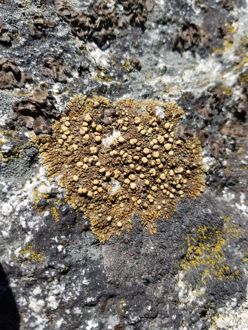 Rim Lichen photo 3