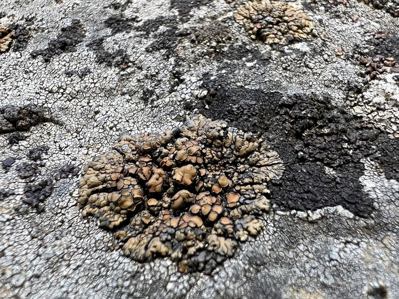Rim Lichen photo 4