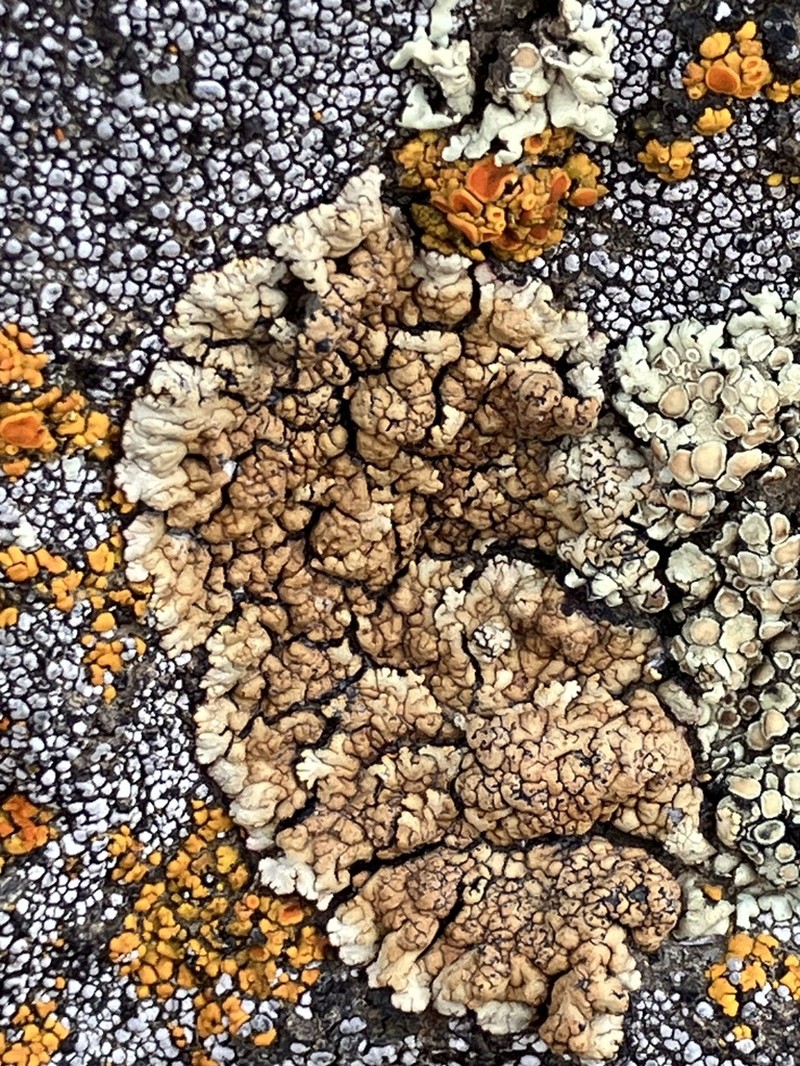 Rim Lichen photo 5