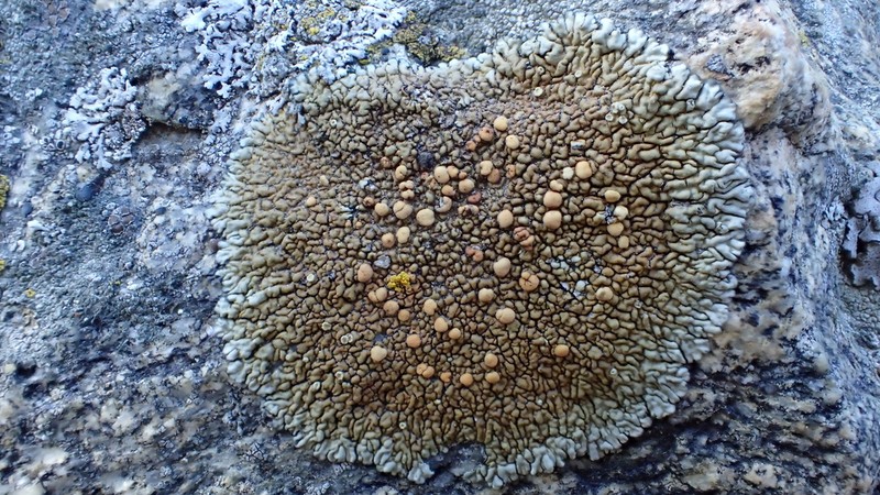 Rim Lichen photo 6
