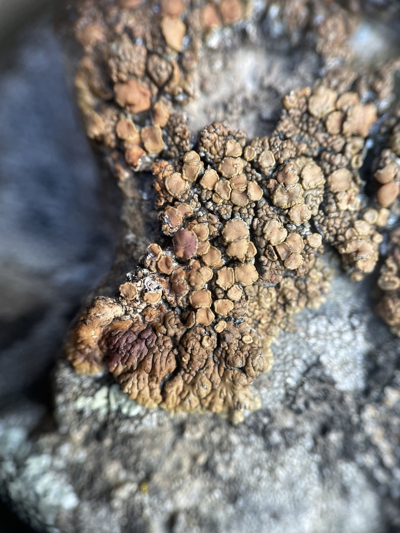 Rim Lichen photo 7