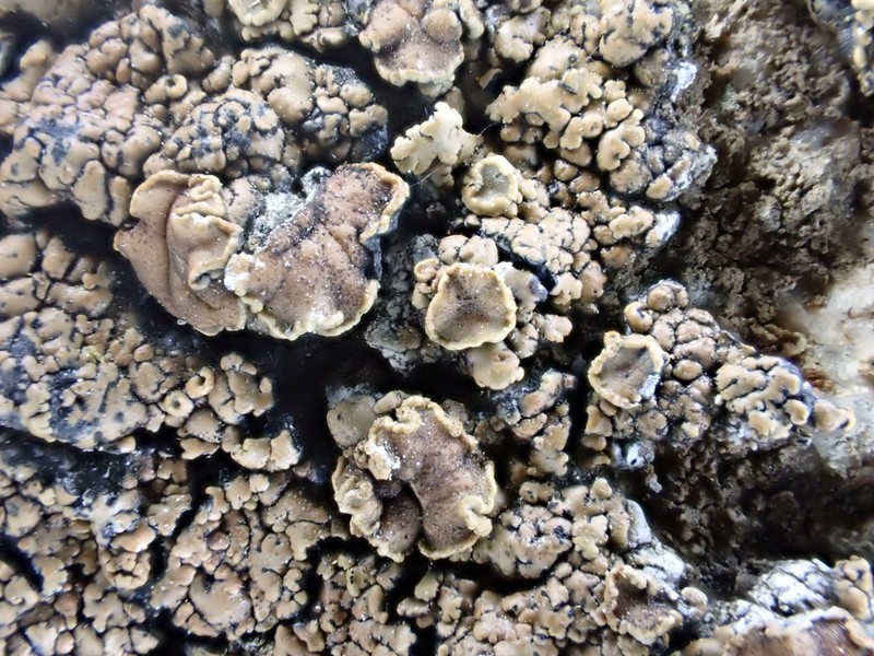 Rim Lichen photo 8