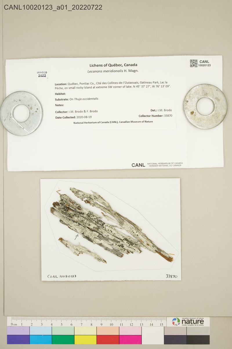 Rim Lichen