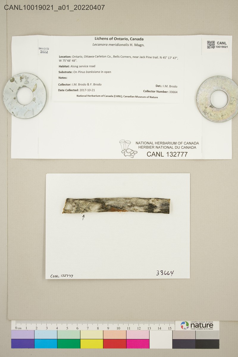 Rim Lichen photo 2