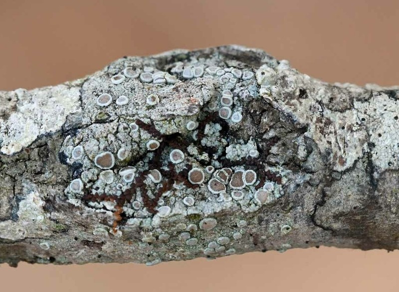 Rim Lichen