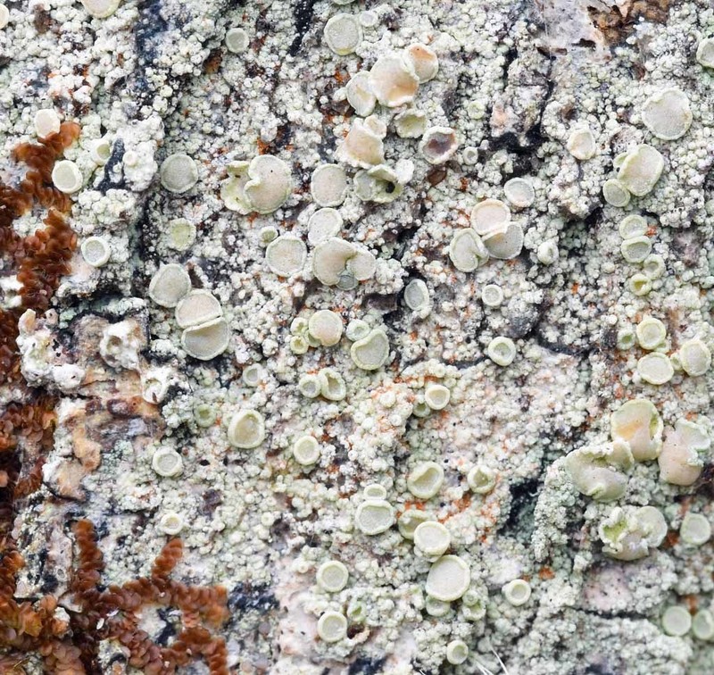 Rim Lichen photo 2