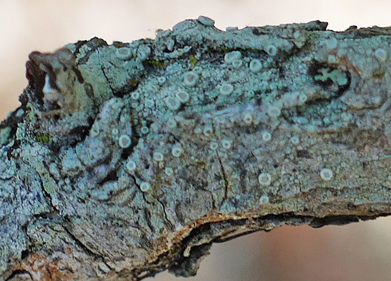 Rim Lichen photo 3