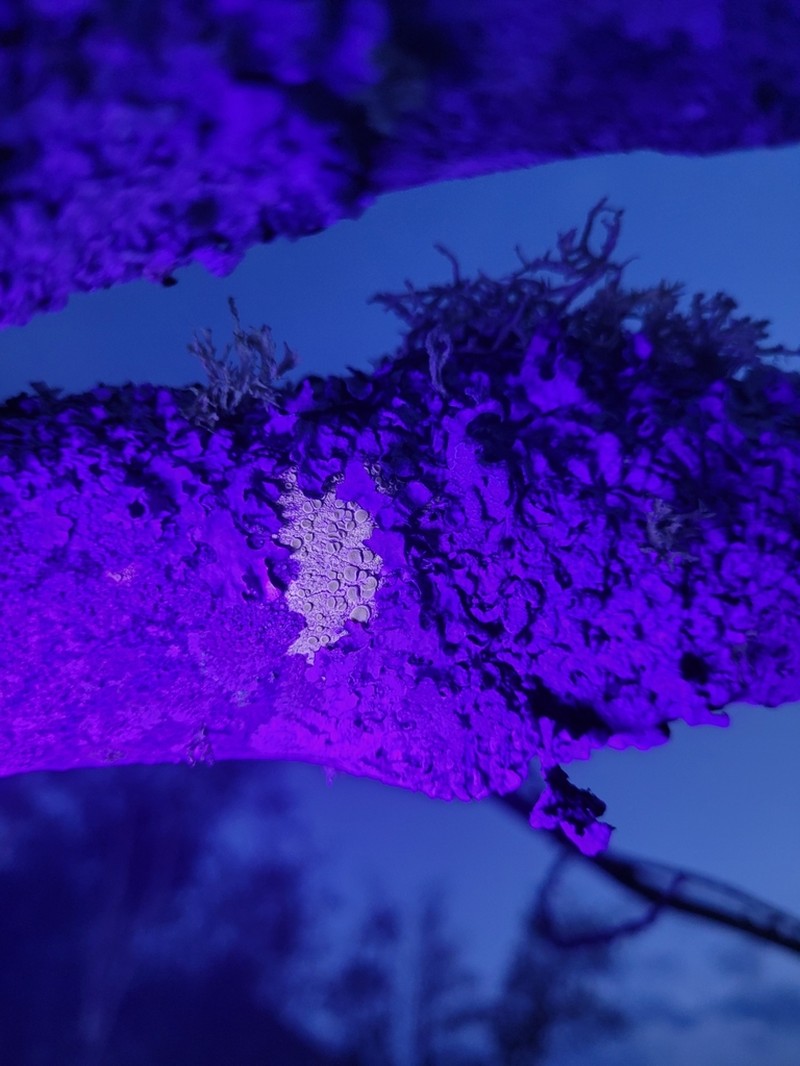 Rim Lichen photo 4