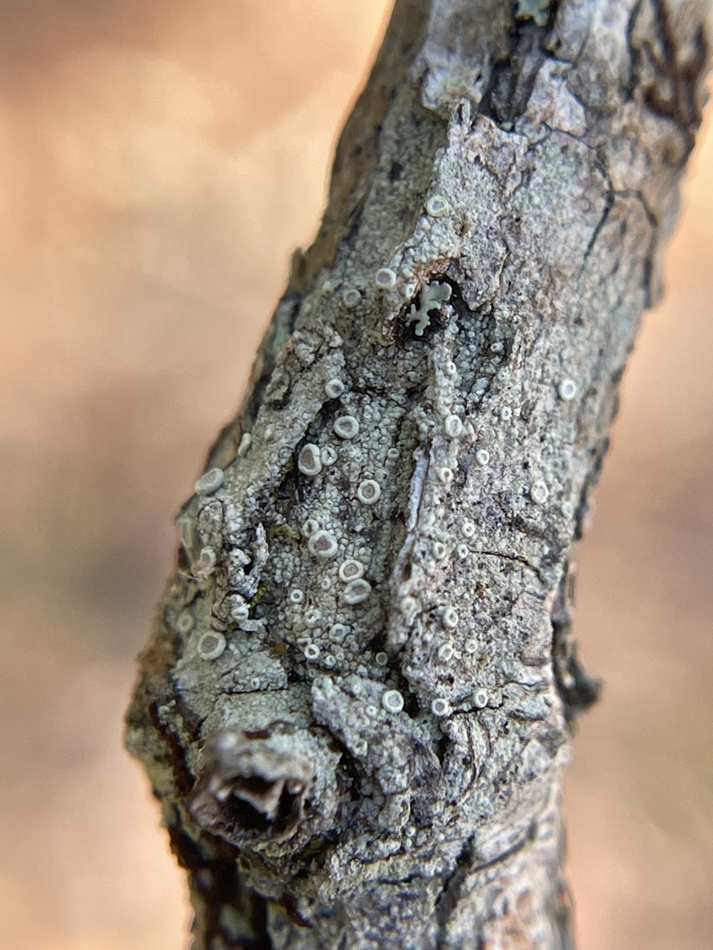 Rim Lichen photo 5