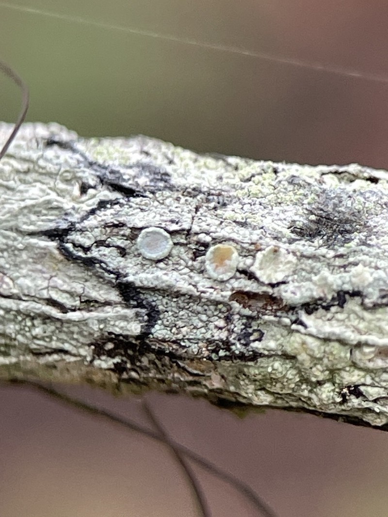 Rim Lichen photo 6