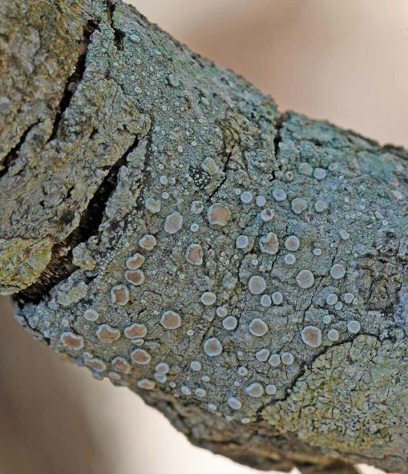 Rim Lichen photo 7