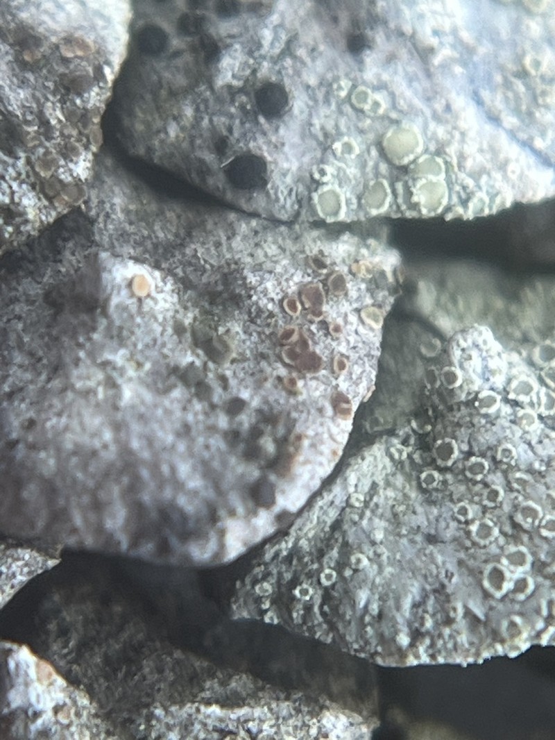 Rim Lichen