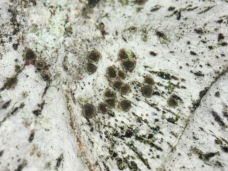 Rim Lichen photo 2