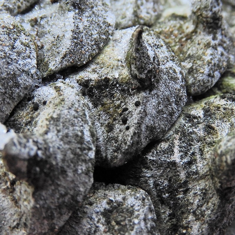 Rim Lichen photo 3
