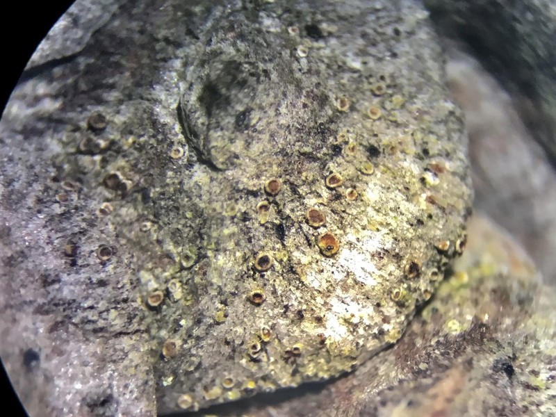 Rim Lichen photo 4