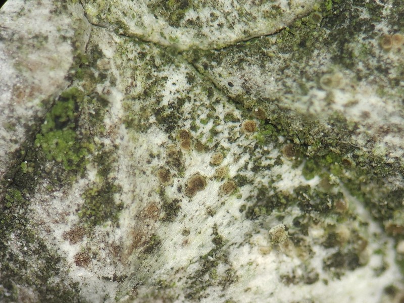Rim Lichen photo 6