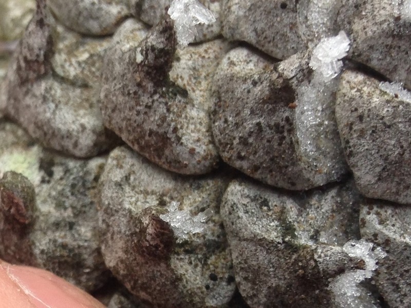 Rim Lichen photo 7