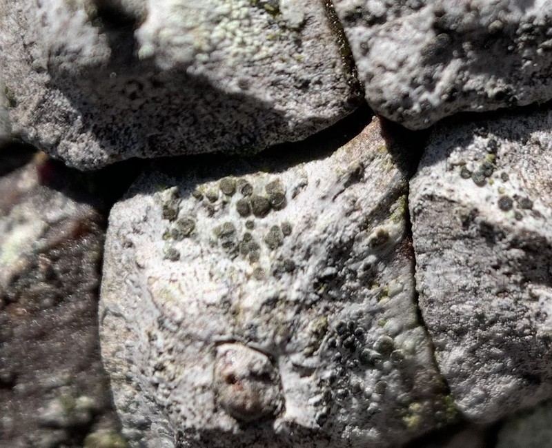 Rim Lichen photo 8