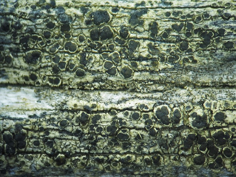 Rim Lichen