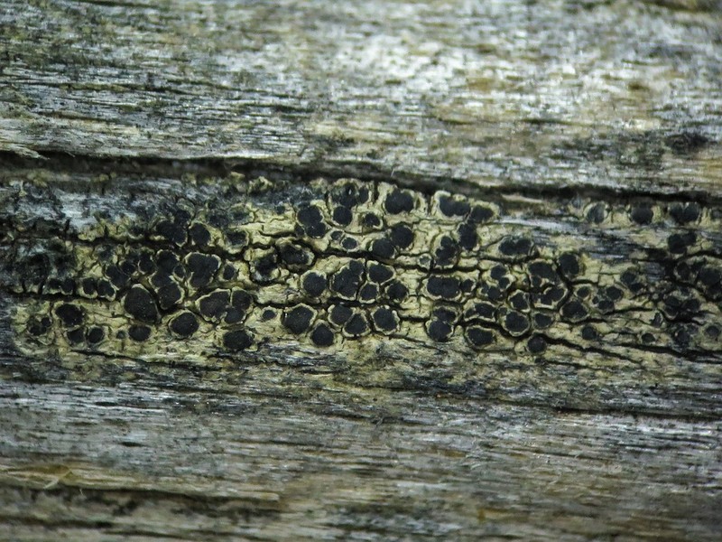 Rim Lichen photo 2