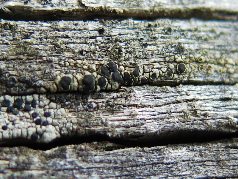 Rim Lichen photo 3